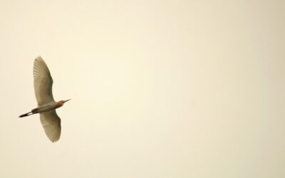 Comment maintenir l’engagement des équipes quand tout change ?