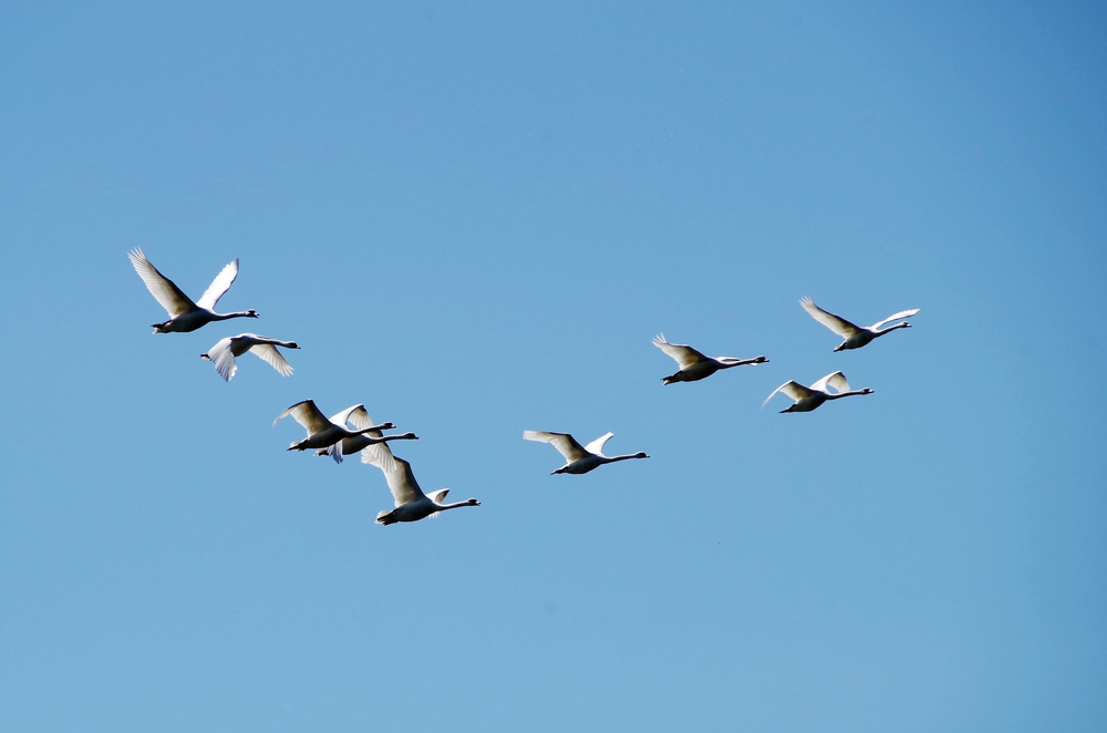 Cygnes migrateurs volant en formation en V, symbole de coopération et de confiance au sein d'une équipe.